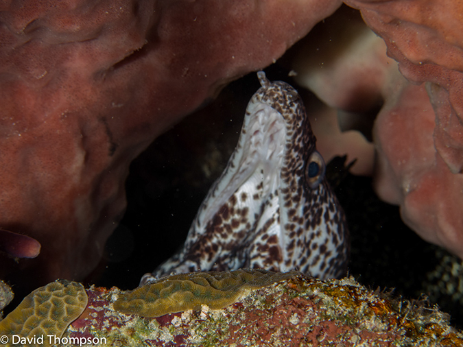 %_tempFileName2012-12-03_3_Paradise_Reef-39%