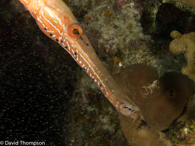 %_tempFileName2012-12-03_3_Paradise_Reef-52%