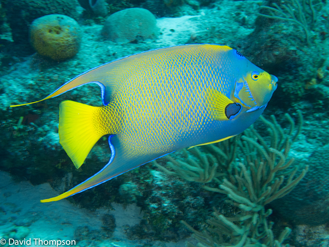 %_tempFileName2012-12-03_3_Paradise_Reef-7%