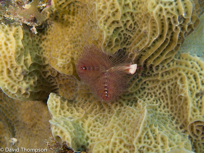 %_tempFileName2012-12-03_3_Paradise_Reef-72%