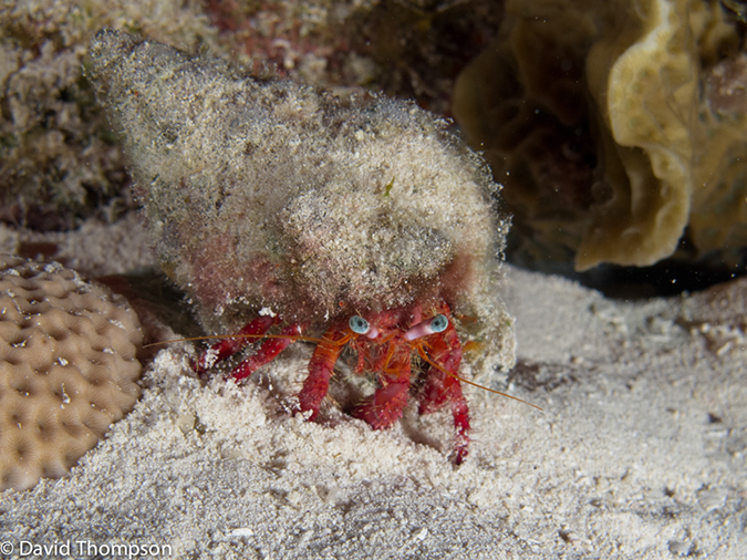 %_tempFileName2012-12-04_3_Paradise_Reef-20%