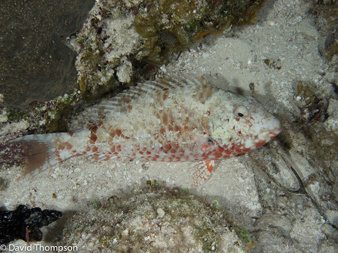 %_tempFileName2012-12-04_3_Paradise_Reef-28%