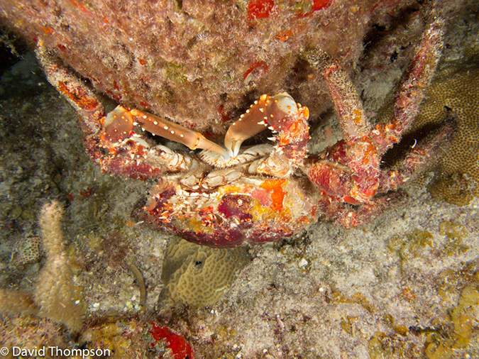 %_tempFileName2012-12-04_3_Paradise_Reef-30%