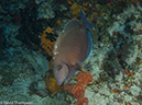 %_tempFileName2012-12-01_2_San_Francisco_Reef-20%