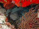 %_tempFileName2012-12-01_2_San_Francisco_Reef-52%