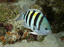 %_tempFileName2012-12-02_3_Paradise_Reef-3%