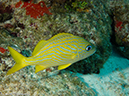%_tempFileName2012-12-03_3_Paradise_Reef-33%