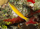 %_tempFileName2012-12-03_3_Paradise_Reef-35%