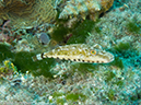 %_tempFileName2012-12-03_3_Paradise_Reef-63%