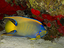 %_tempFileName2012-12-04_3_Paradise_Reef-14%