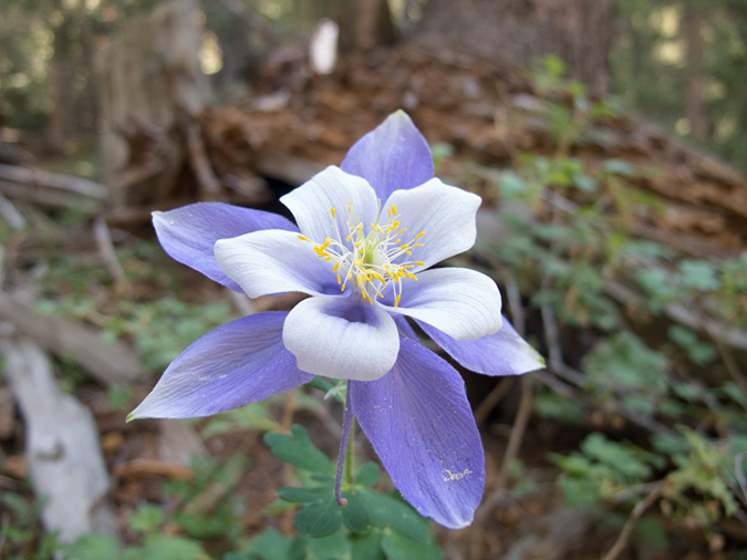 %_tempFileName2013-06-30_1_Durango_Crater_Lake-17%