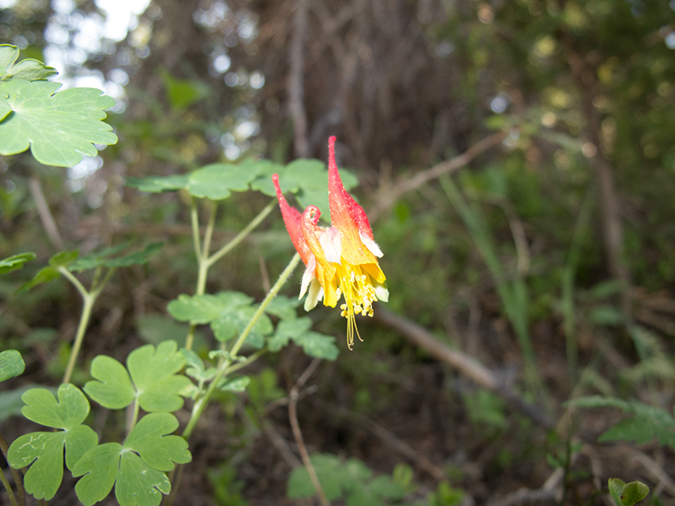%_tempFileName2013-06-30_1_Durango_Crater_Lake-4%