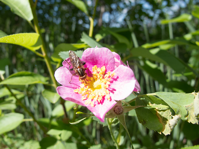 %_tempFileName2013-07-01_1_Wolf_Creek_Pass_Treasure_Falls-13%