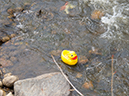 %_tempFileName2013-05-04_1_Estes_Park_Duck_Race-4%