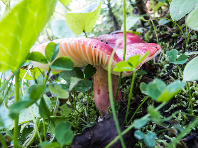 %_tempFileName2013-08-14_estes_Park_Deer_Lake-15%