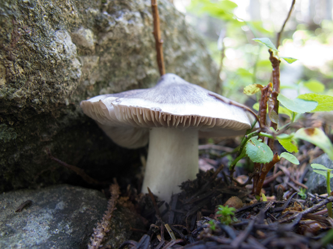 %_tempFileName2013-08-14_estes_Park_Deer_Lake-43%