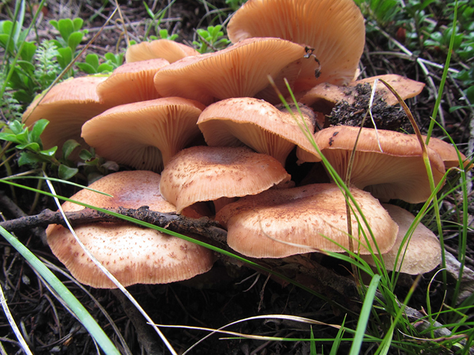 %_tempFileName2013-08-31_Dark_Mountain-16%