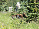 %_tempFileName2013-08-14_estes_Park_Deer_Lake-29%