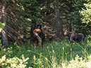 %_tempFileName2013-08-14_estes_Park_Deer_Lake-32%
