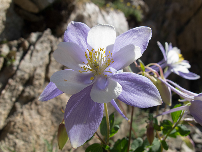 %_tempFileName2013-07-09_1_Estes_Park_Chasm_Lake-32%