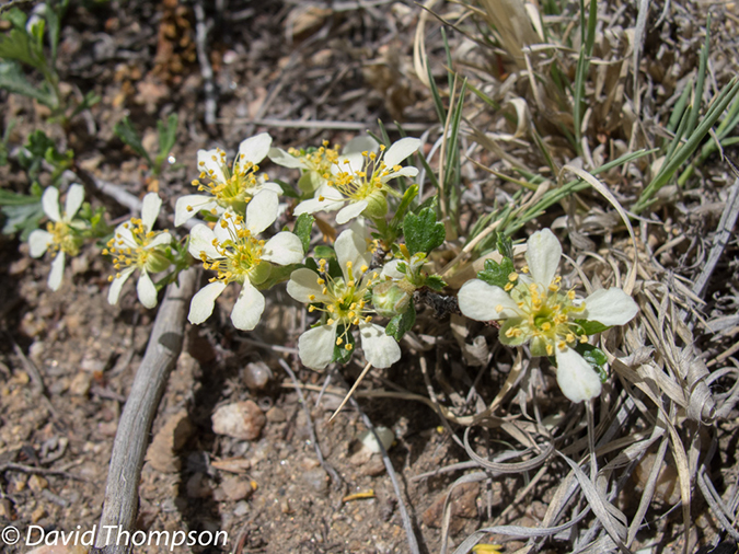 %_tempFileName2013-06-02_1_MacGregor_Falls-2%