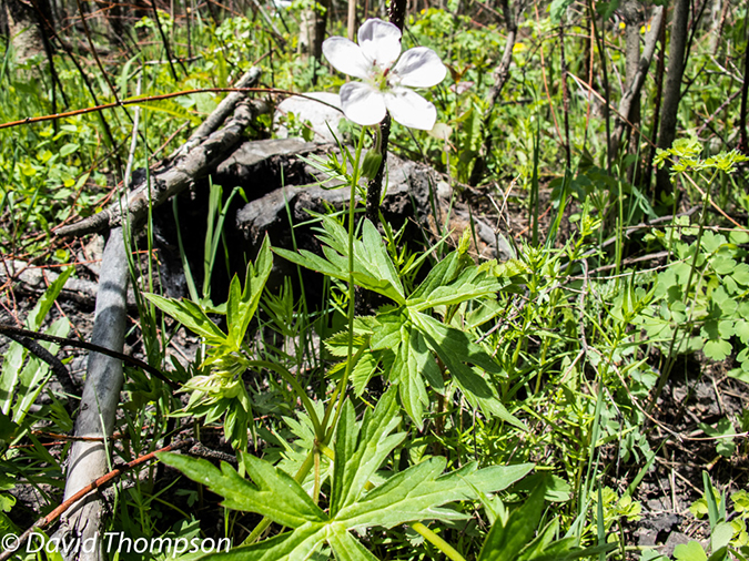 %_tempFileName2013-06-05_Fern_Lake_Trail-5%