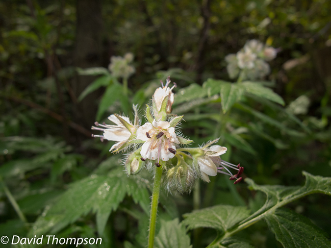 %_tempFileName2013-06-06_Homestead_Meadows-3%