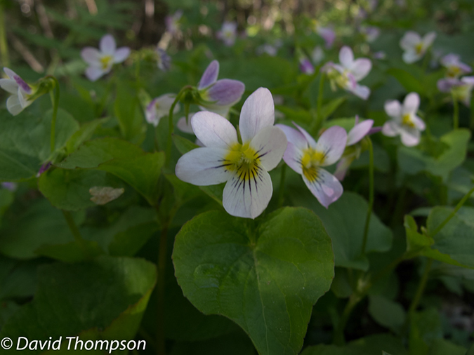 %_tempFileName2013-06-06_Homestead_Meadows-6%