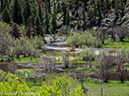 %_tempFileName2013-06-05_Fern_Lake_Trail-11%