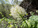 %_tempFileName2013-06-05_Fern_Lake_Trail-19%