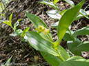 %_tempFileName2013-06-05_Fern_Lake_Trail-23%