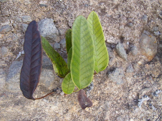 %_tempFileName20120627-IMG_1736%