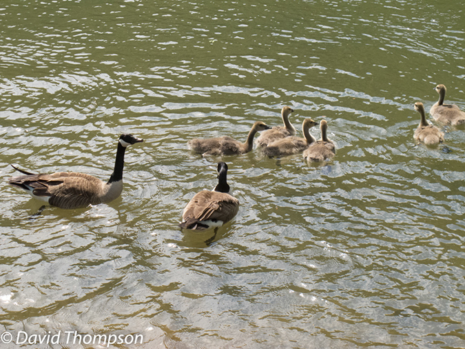 %_tempFileName2013-05-15_GAP_McKeesport_to_Ohiopyle-35%