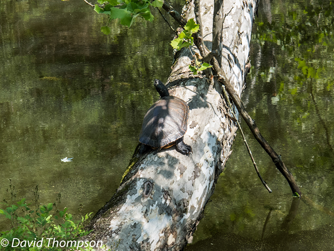 %_tempFileName2013-05-17_CO_Towpath_Cumberland_to_Hancock-39%