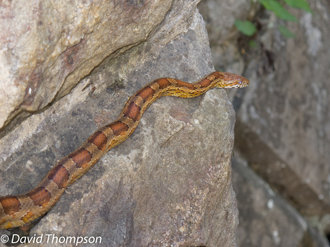 %_tempFileName2013-05-17_CO_Towpath_Cumberland_to_Hancock-48%