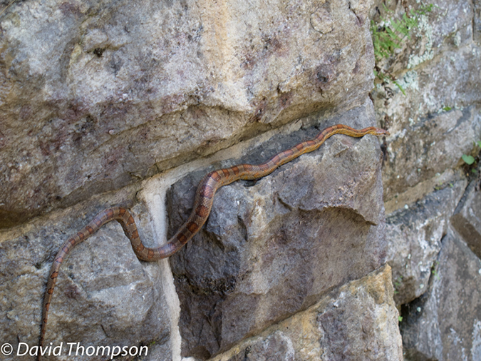 %_tempFileName2013-05-17_CO_Towpath_Cumberland_to_Hancock-50%