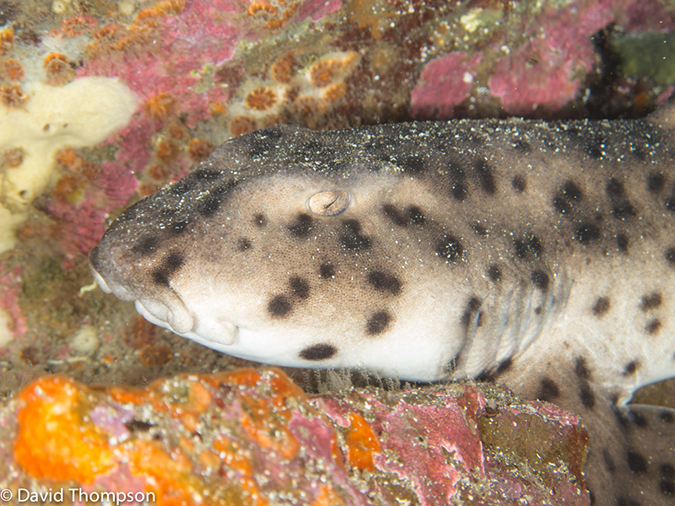 %_tempFileName2013-11-14_04_Isabela_Island_Punta_Vicente_Roca-25%