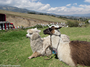 %_tempFileName2013-11-07_01_Otavalo%20Marketplace_Tour-5%