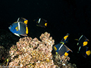 %_tempFileName2013-11-10_01_Isabela_Island_Marshall_Cape-49%