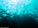 %_tempFileName2013-11-10_04_Isabela_Island_Marshall_Cape-24%