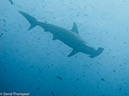 %_tempFileName2013-11-11_04_Darwin_Island_Darwin_Arch-37%