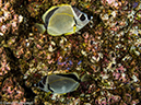 %_tempFileName2013-11-11_06_Darwin_Island_Darwin_Arch-1%