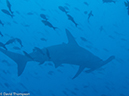 %_tempFileName2013-11-12_01_Darwin_Island_Darwin_Arch-12%
