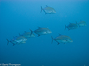 %_tempFileName2013-11-12_01_Darwin_Island_Darwin_Arch-44%
