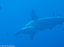 %_tempFileName2013-11-12_03_Darwin_Island_Darwin_Arch-31%