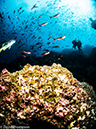 %_tempFileName2013-11-12_07_Darwin_Island_Darwin_Arch-17%