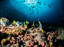 %_tempFileName2013-11-12_07_Darwin_Island_Darwin_Arch-65%