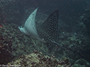 %_tempFileName2013-11-13_01_Wolf_Island_Shark_Bay-17%
