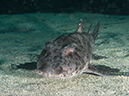 %_tempFileName2013-11-14_02_Fernandina_Island_Cape_Douglas-8%