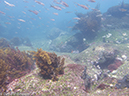 %_tempFileName2013-11-14_03_Fernandina_Island_Cape_Douglas-40%